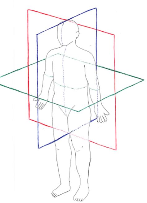 方向用語|人体解剖学で使われる基本用語を猿でも分かるように解説（イラ。